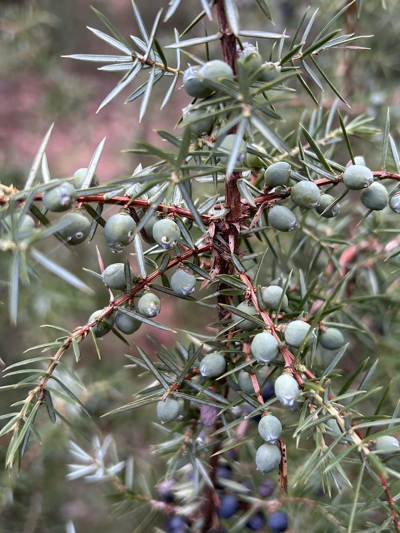 Juniperus communis var. communis photo 5