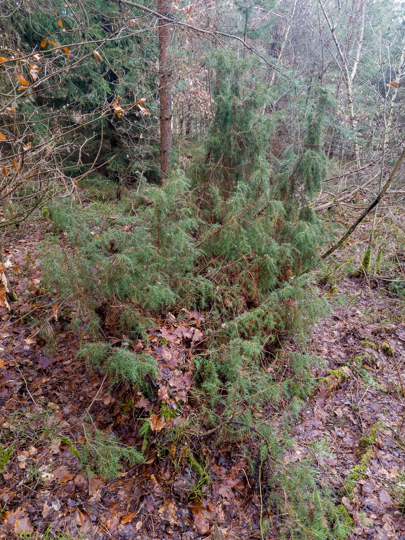 Juniperus communis var. communis photo 6