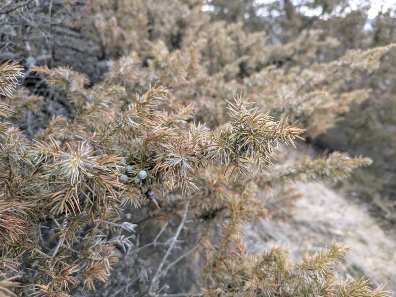 Juniperus communis var. depressa