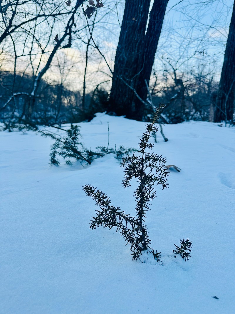 Juniperus communis var. depressa photo 2