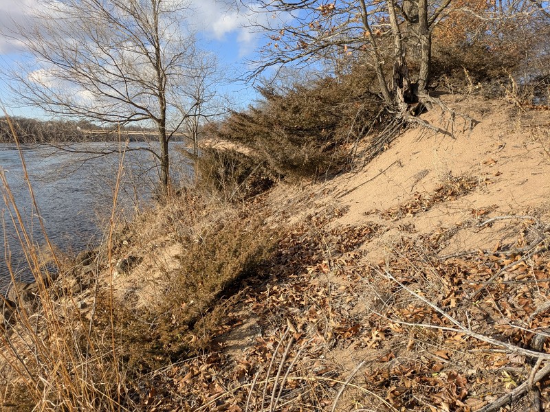 Juniperus communis var. depressa photo 3