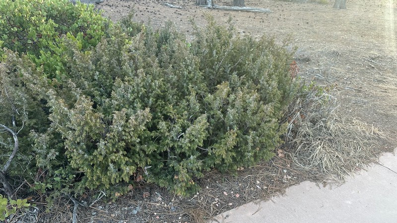 Juniperus communis var. depressa photo 4