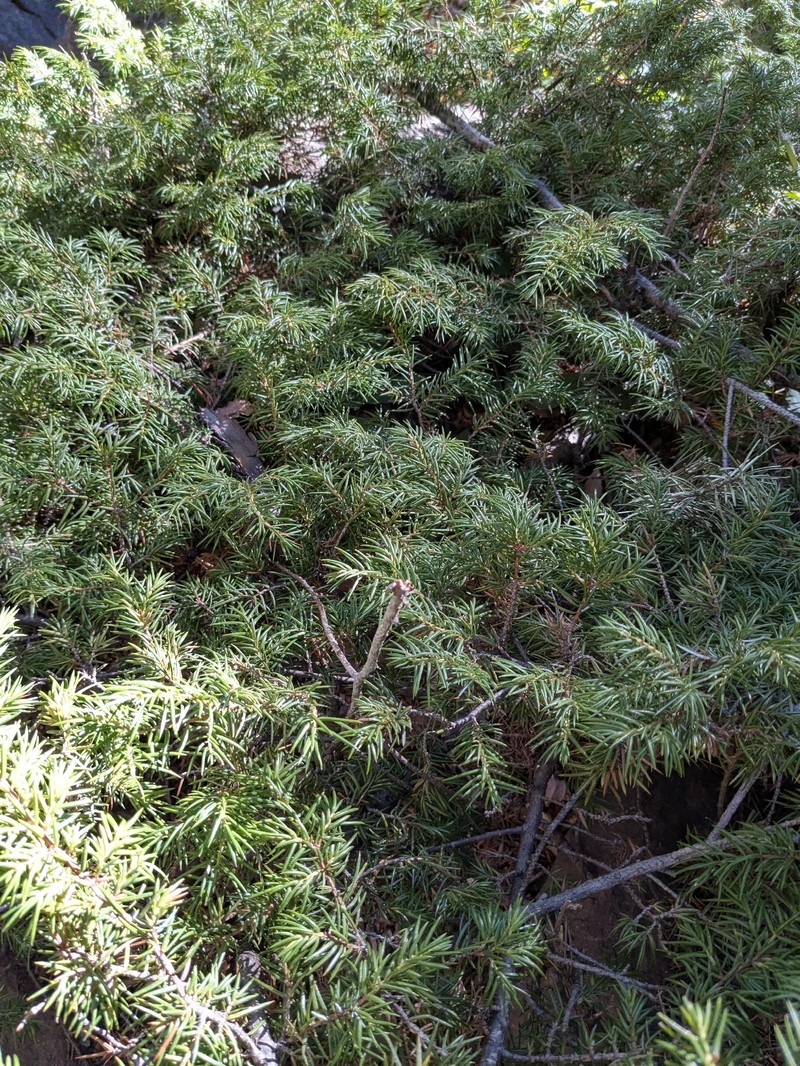 Juniperus communis var. depressa photo 5