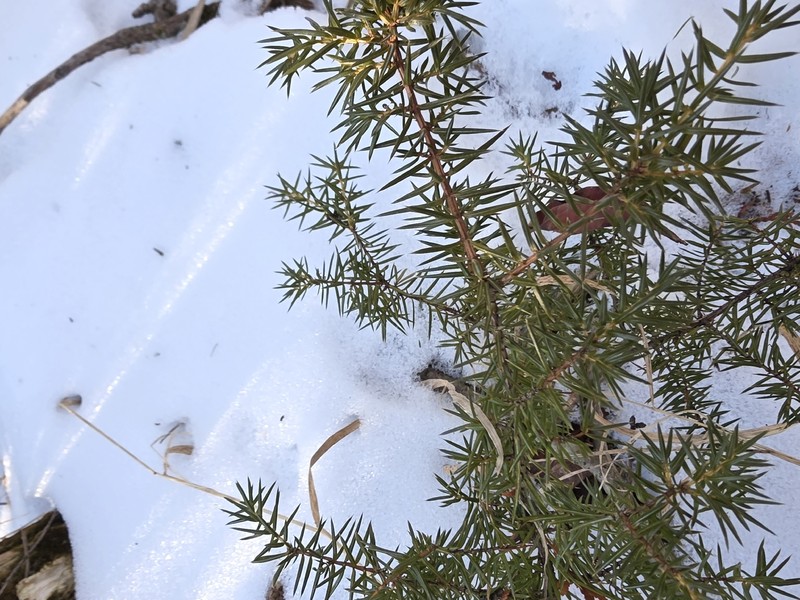 Juniperus communis var. depressa photo 6