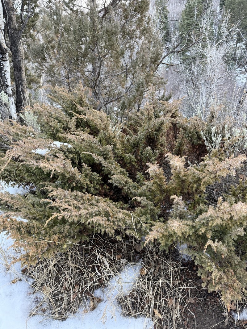 Juniperus communis var. depressa photo 7