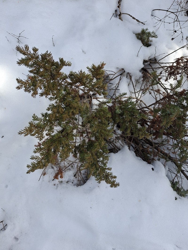 Juniperus communis var. depressa photo 8