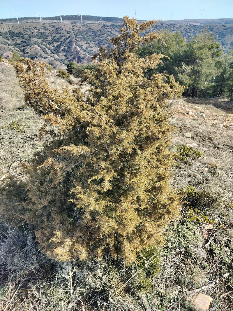 Juniperus communis var. hemisphaerica