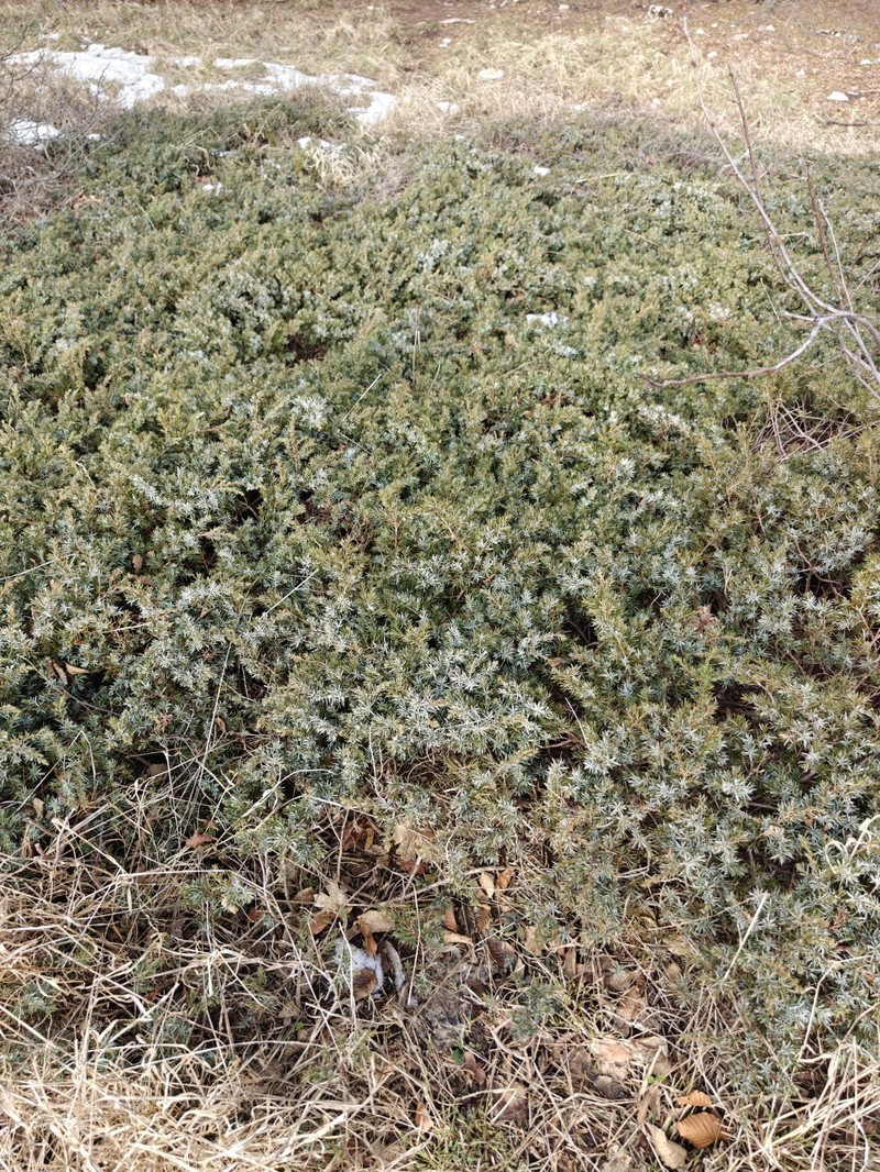 Juniperus communis var. hemisphaerica photo 2
