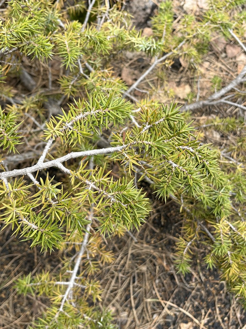 Juniperus communis var. hemisphaerica photo 3
