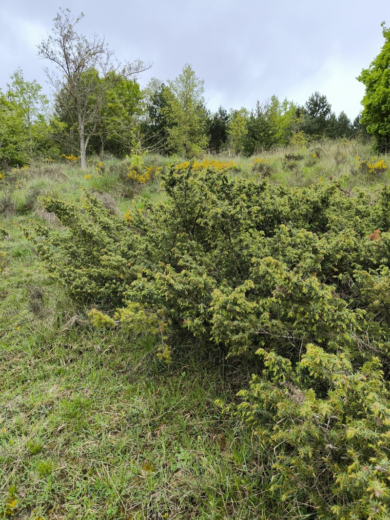 Juniperus communis var. hemisphaerica photo 4