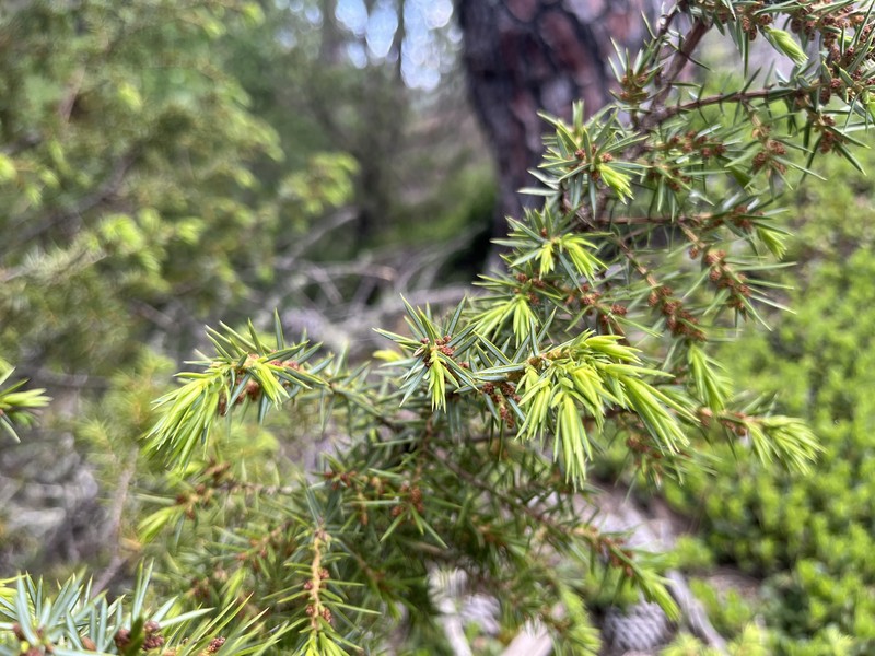 Juniperus communis var. hemisphaerica photo 5