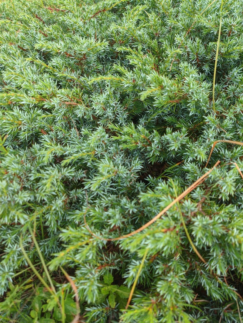 Juniperus communis var. hemisphaerica photo 6