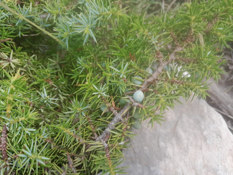 Juniperus communis var. hemisphaerica photo 7
