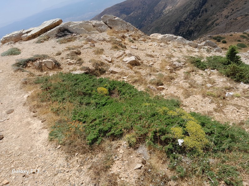 Juniperus communis var. hemisphaerica photo 8