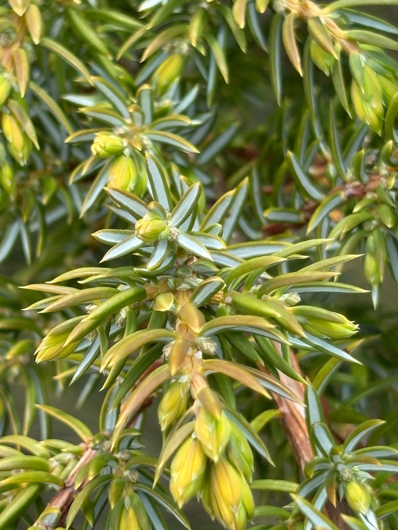 Juniperus communis var. kelleyi