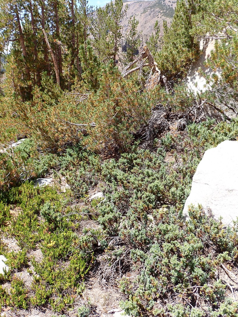 Juniperus communis var. kelleyi photo 2