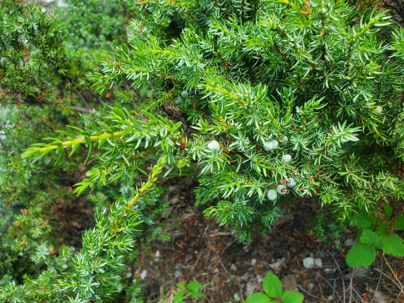 Juniperus communis var. kelleyi photo 3