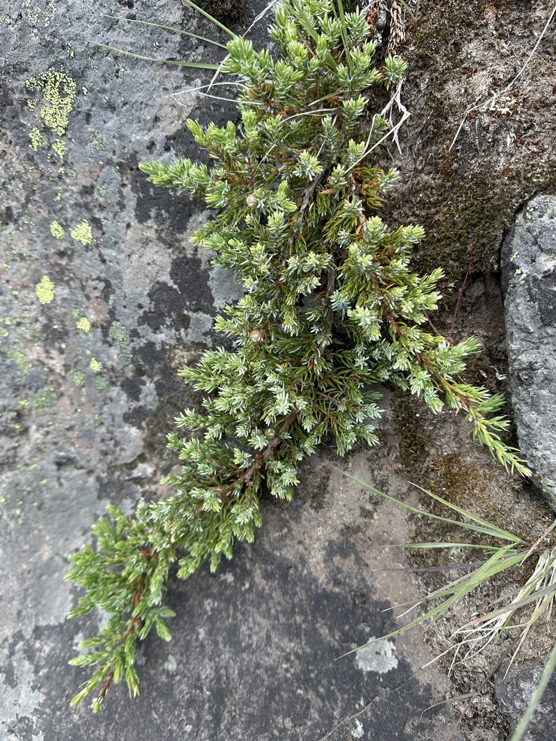 Juniperus communis var. kelleyi photo 5