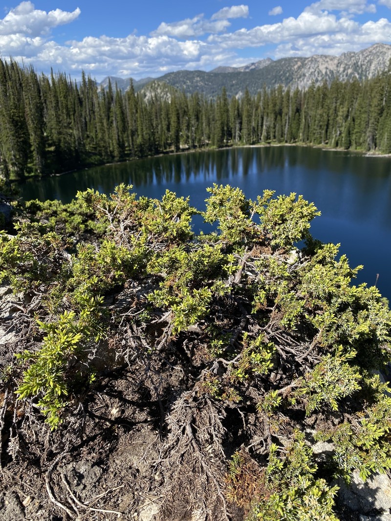 Juniperus communis var. kelleyi photo 6
