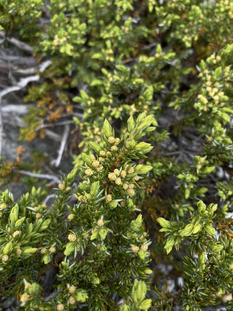 Juniperus communis var. kelleyi photo 7