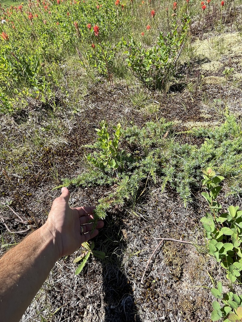 Juniperus communis var. kelleyi photo 8