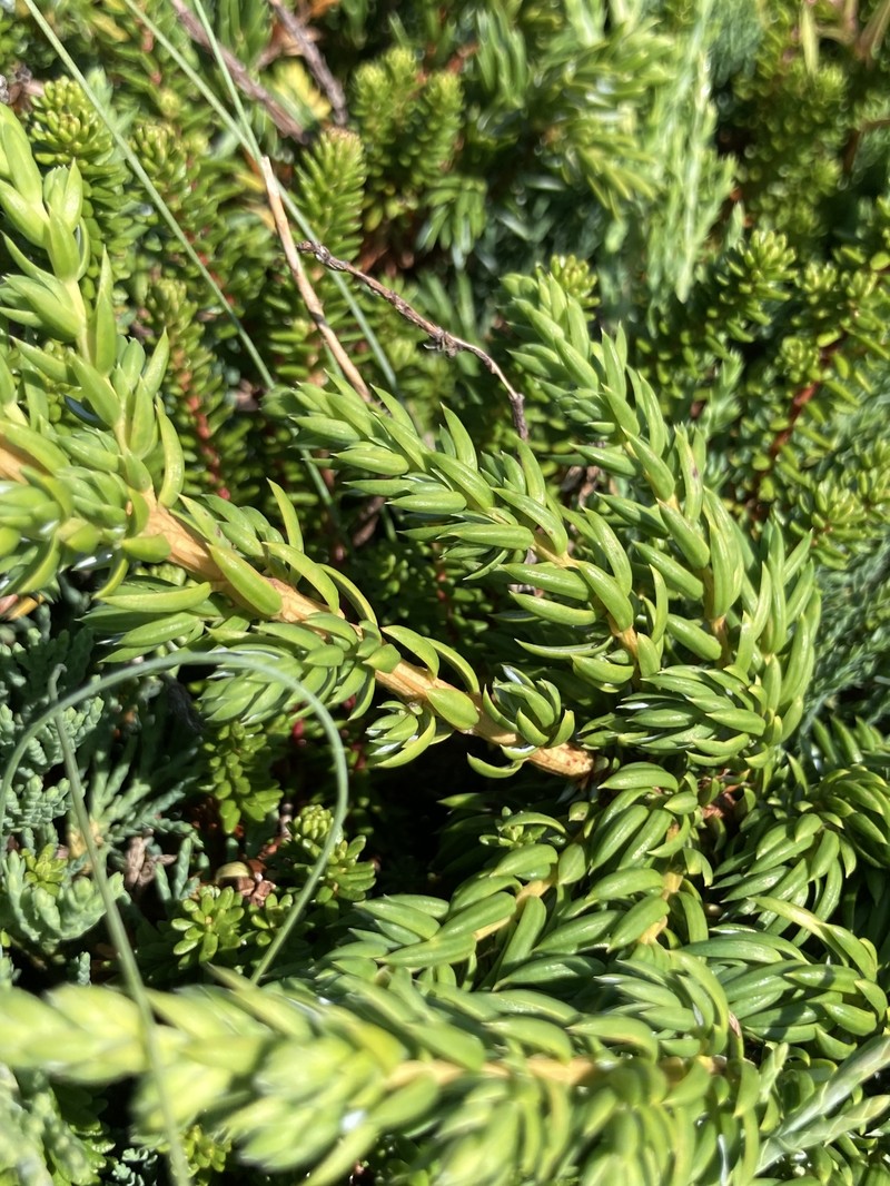 Juniperus communis var. megistocarpa