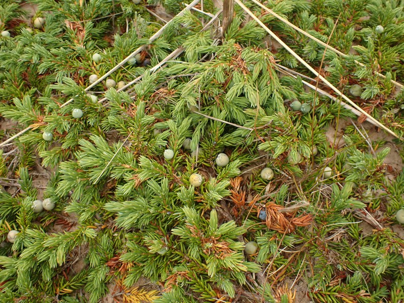 Juniperus communis var. megistocarpa photo 2
