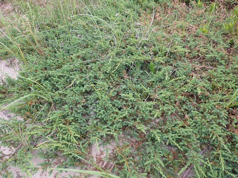 Juniperus communis var. megistocarpa photo 3