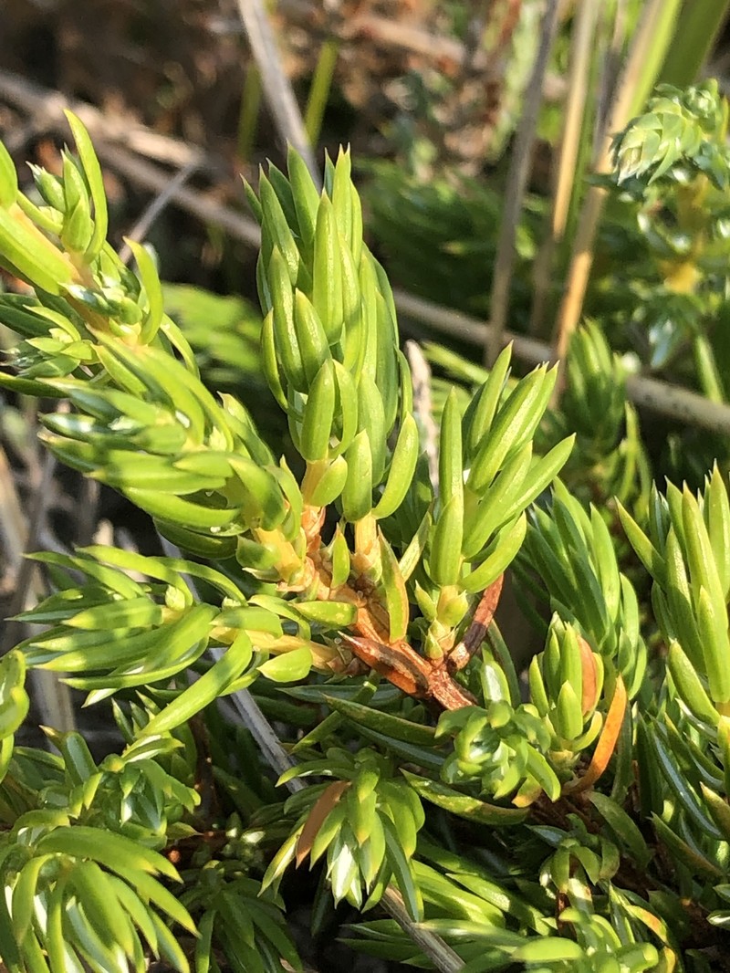Juniperus communis var. megistocarpa photo 5