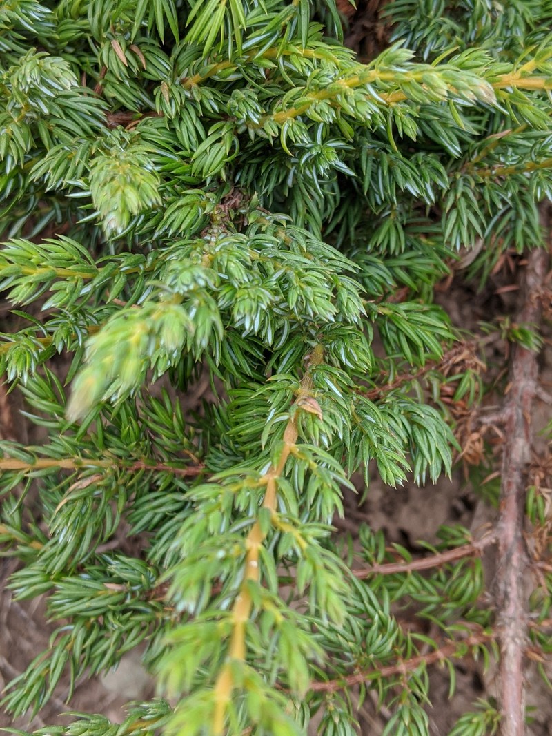 Juniperus communis var. megistocarpa photo 6