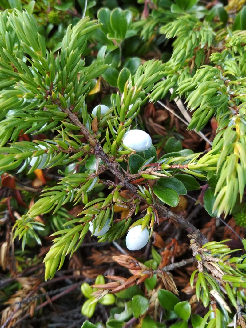 Juniperus communis var. megistocarpa photo 7