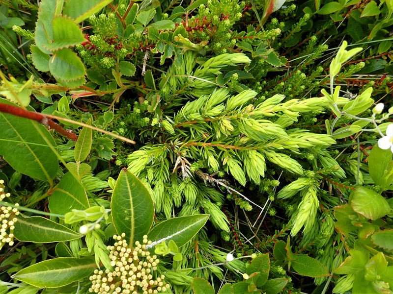 Juniperus communis var. megistocarpa photo 8