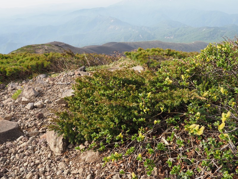 Juniperus communis var. nipponica