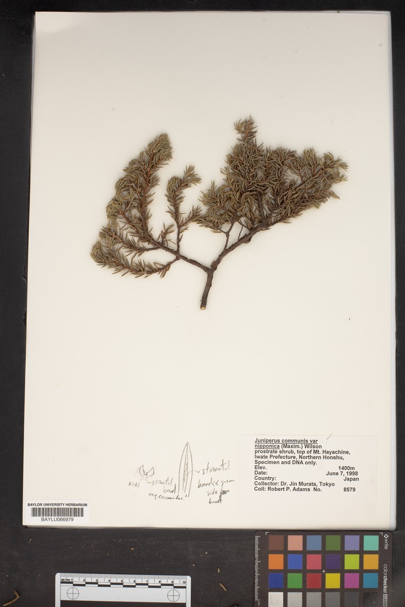 Juniperus communis var. nipponica photo 2
