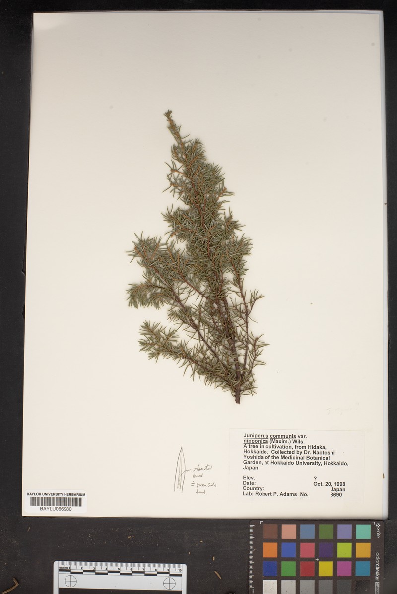 Juniperus communis var. nipponica photo 3