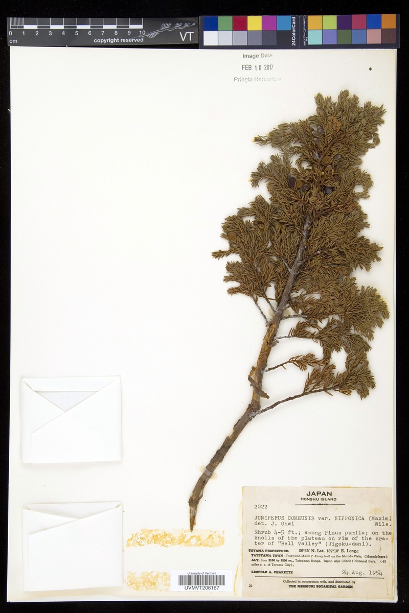 Juniperus communis var. nipponica photo 4