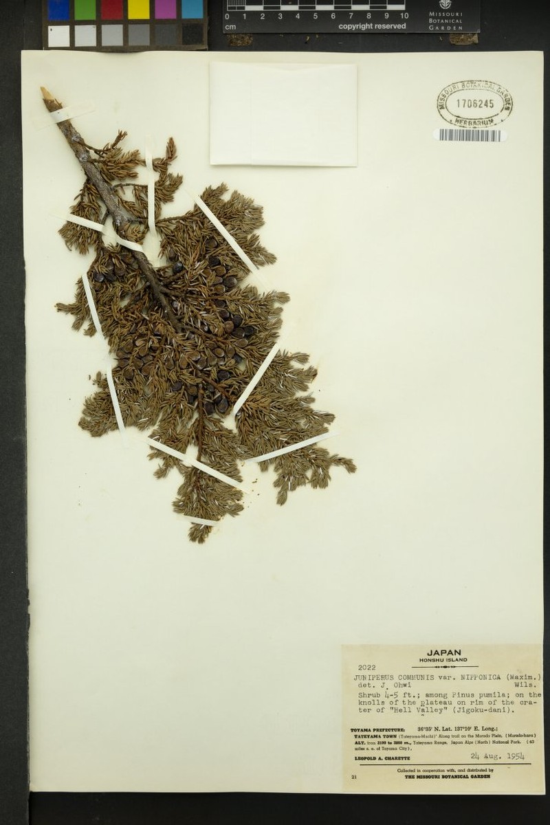 Juniperus communis var. nipponica photo 5