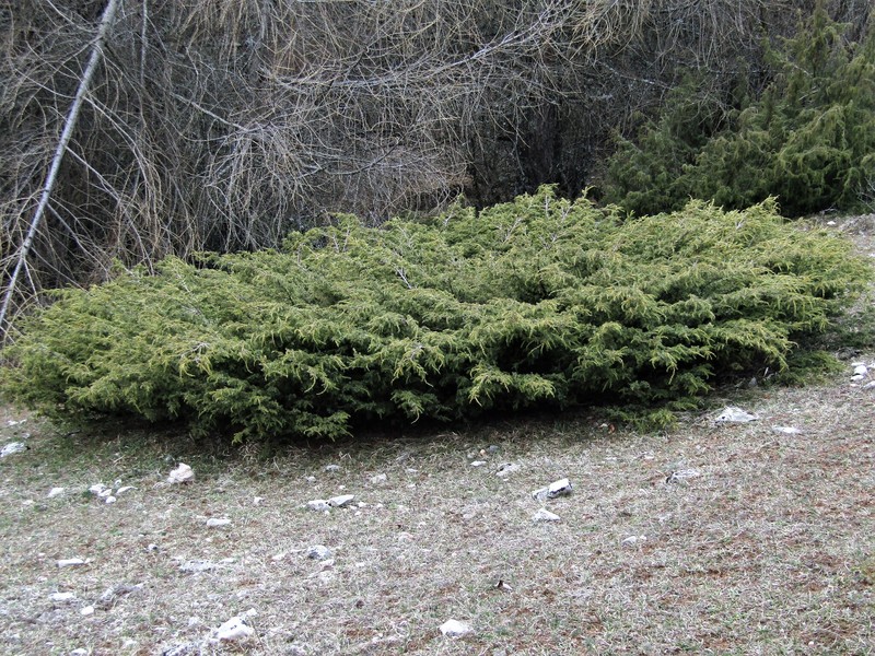Juniperus communis var. saxatilis
