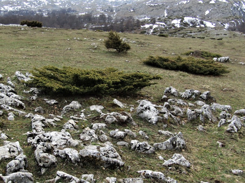 Juniperus communis var. saxatilis photo 2