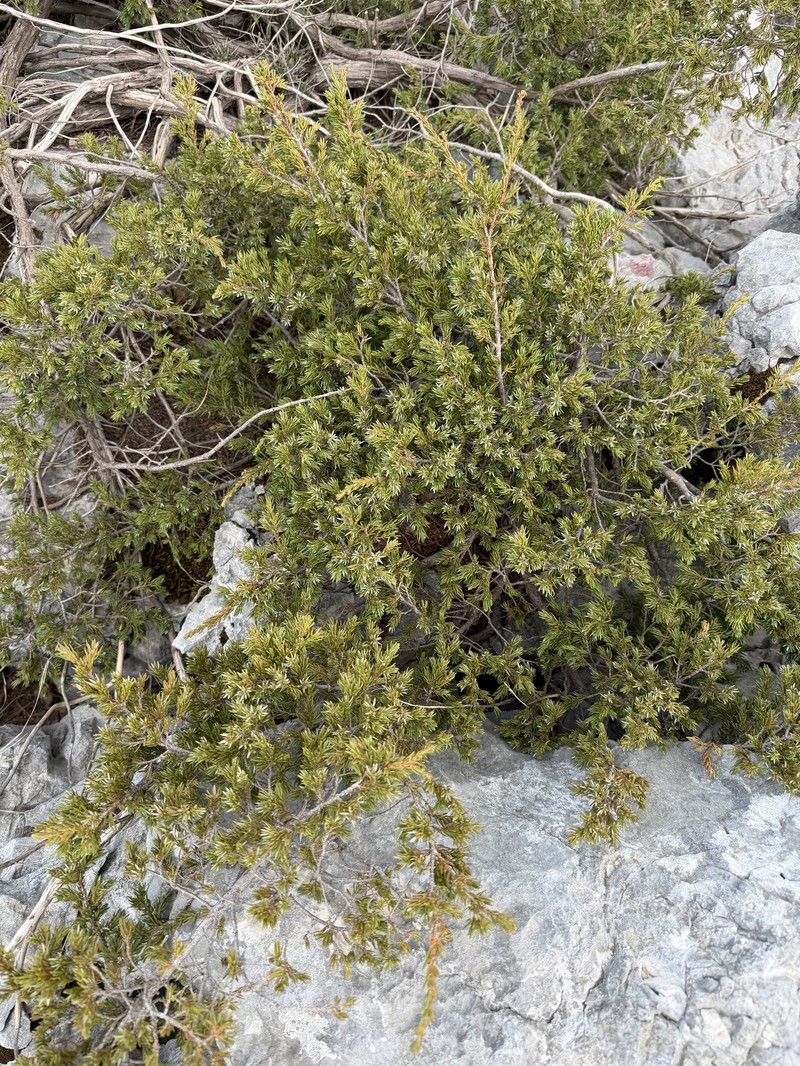Juniperus communis var. saxatilis photo 3