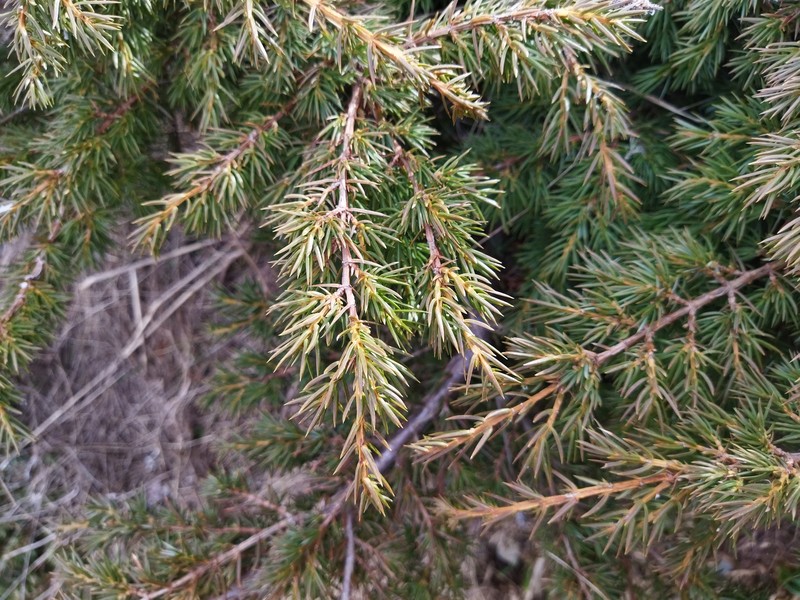 Juniperus communis var. saxatilis photo 4