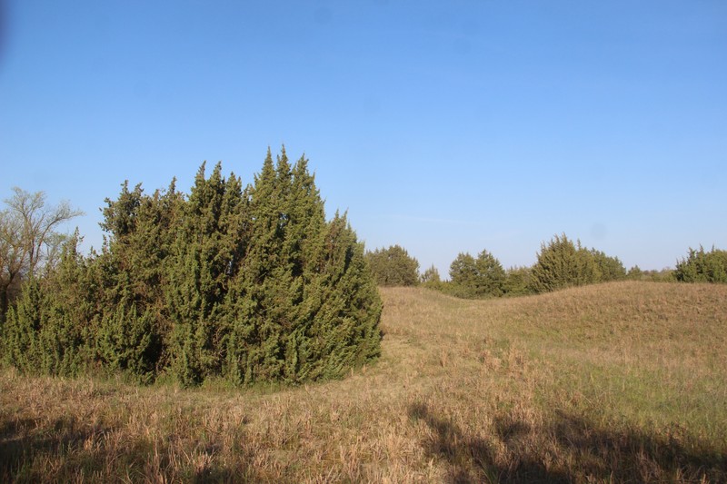 Juniperus communis var. saxatilis photo 5