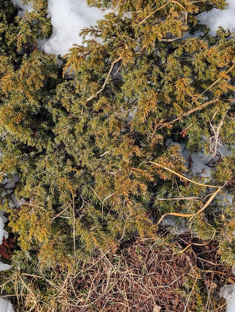 Juniperus communis var. saxatilis photo 6