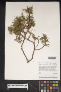 Juniperus convallium