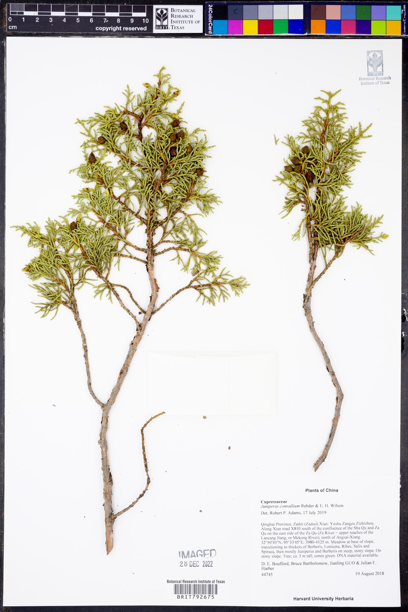 Juniperus convallium photo 2