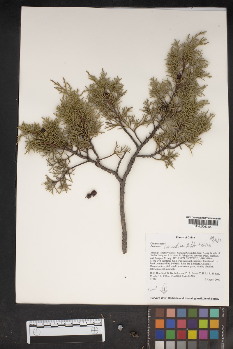 Juniperus convallium photo 3
