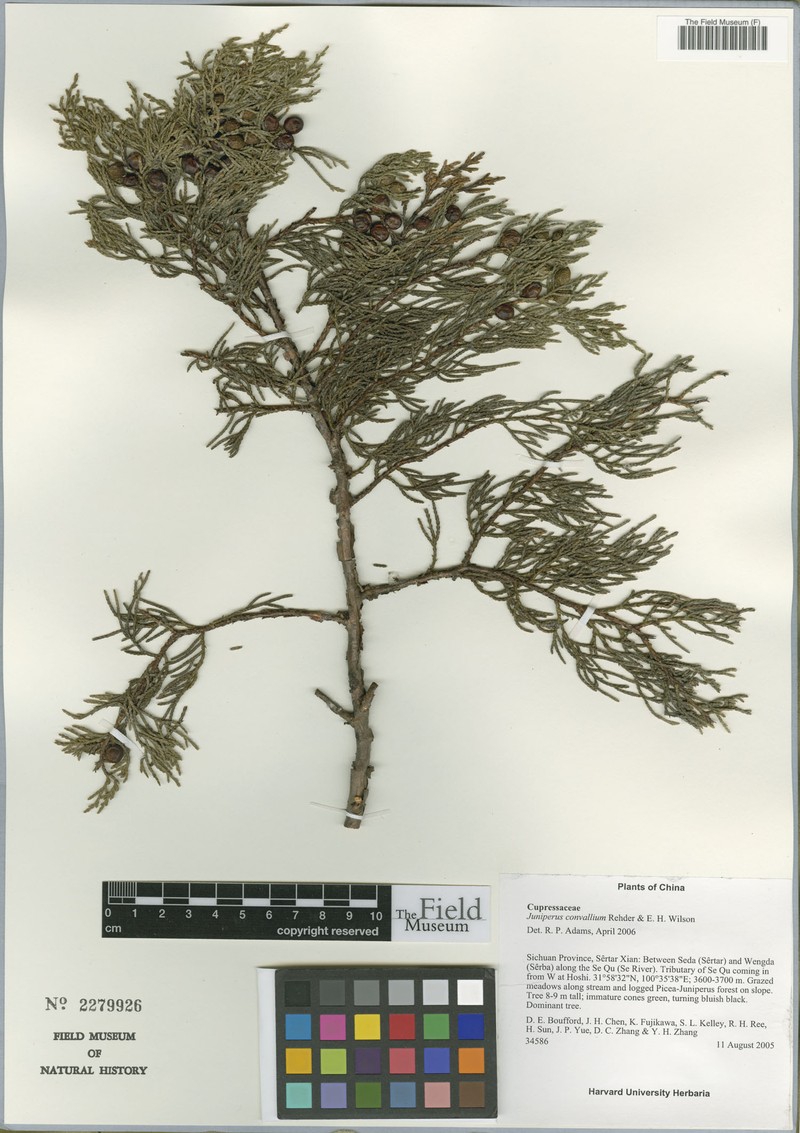 Juniperus convallium photo 4