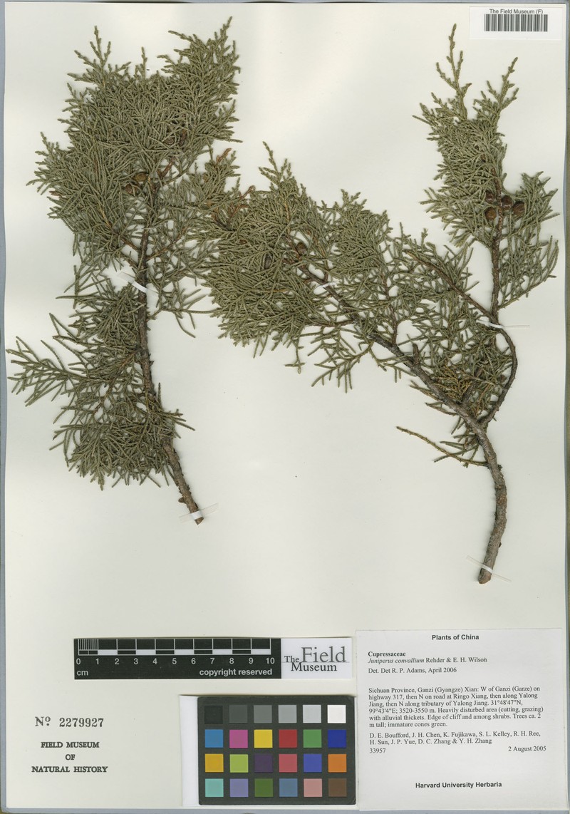 Juniperus convallium photo 5