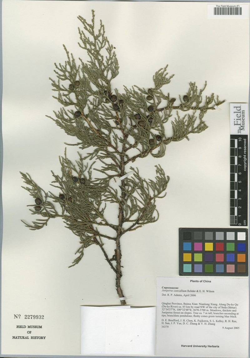 Juniperus convallium photo 6