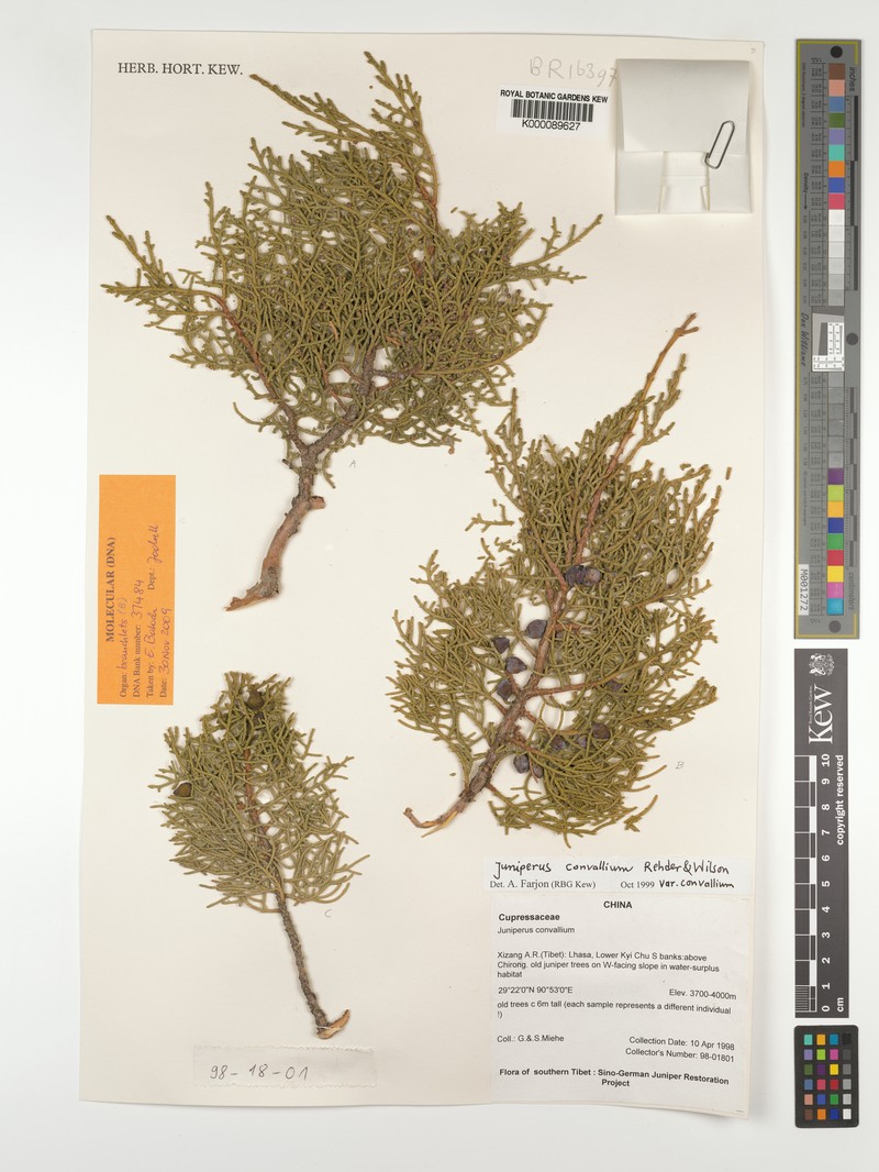 Juniperus convallium var. convallium